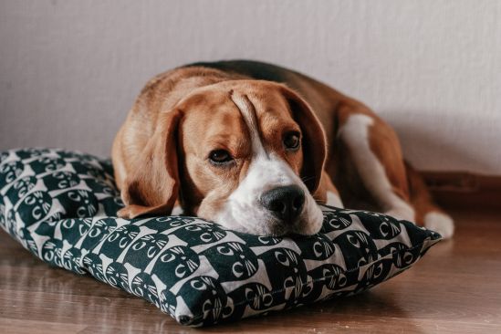 hund-auf-decke