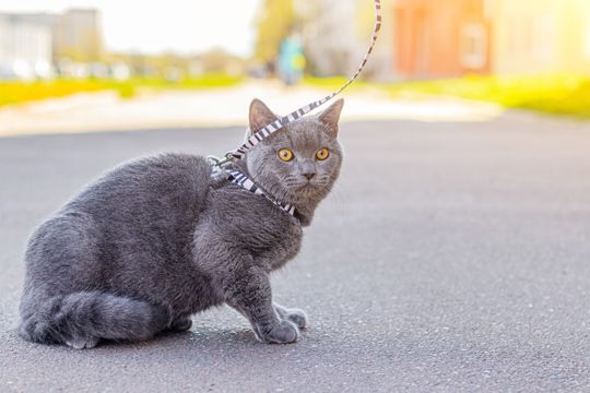 Katze-an-Geschirr