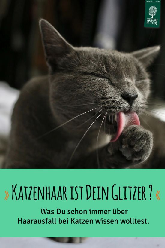 Haarausfall Bei Katzen Im Sommer