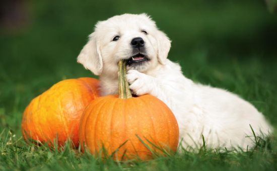 Hund_vegan_shutterstock_718216438_Beitragsbild_970x600