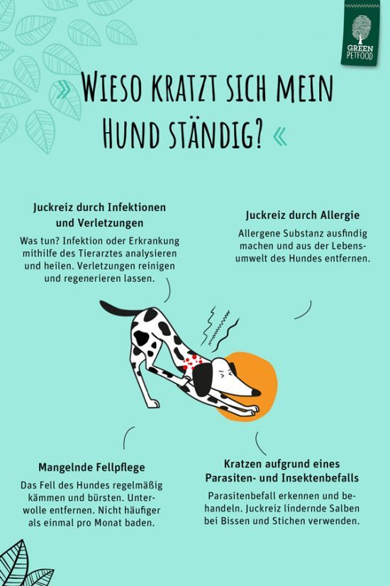 2111-infografik-hund-kratzt-sich