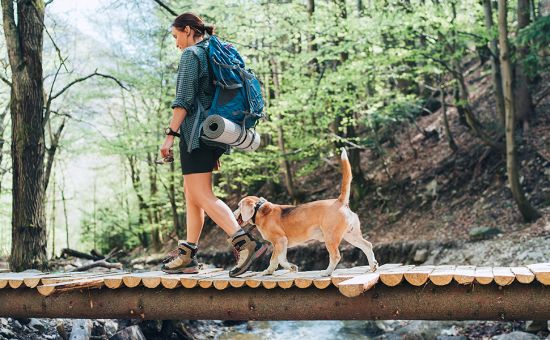 Hund_Wandern_shutterstock_1971976841_Beitragsbild1