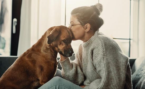 Hund_vegan_shutterstock_1688988112_Beitragsbild_970x600
