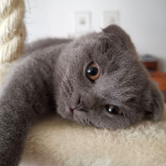 Scottish Fold_Cookie