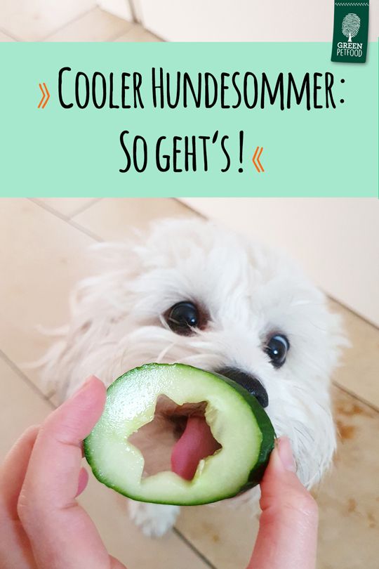pin-cooler-hundesommer
