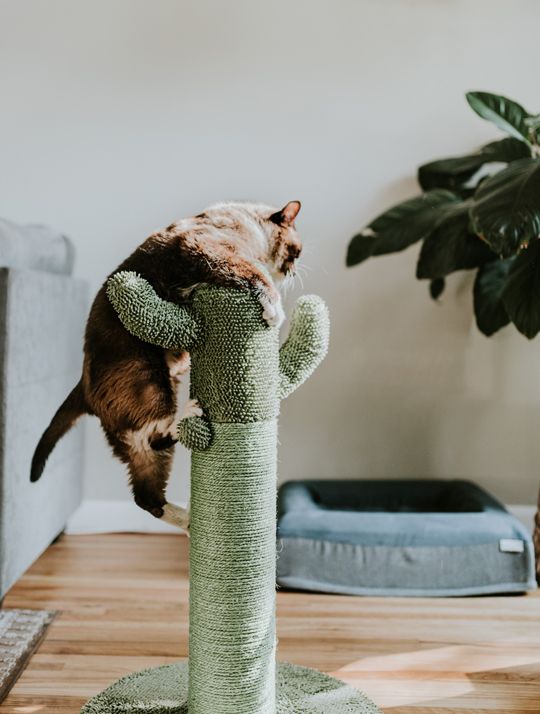 Katze-klettert-auf-Kaktus-Kratzbaum