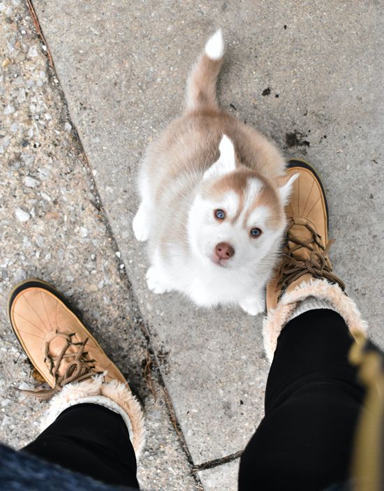 hund-schaut-mensch-an