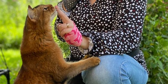 Katzen_Training