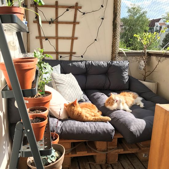 Katzensicherer-Balkon